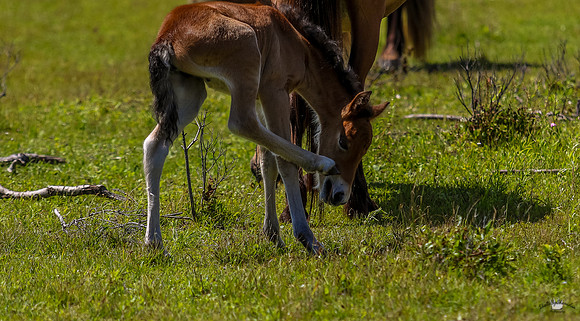 sdkshacklefordbanks-83
